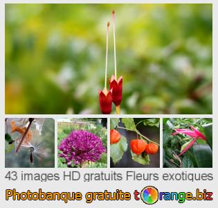 Banque d'images tOrange offre des photos libres de la section:  fleurs-exotiques