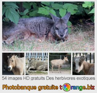 Banque d'images tOrange offre des photos libres de la section:  des-herbivores-exotiques