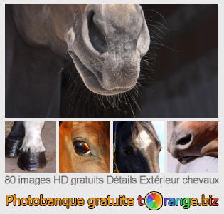 Banque d'images tOrange offre des photos libres de la section:  détails-extérieur-chevaux