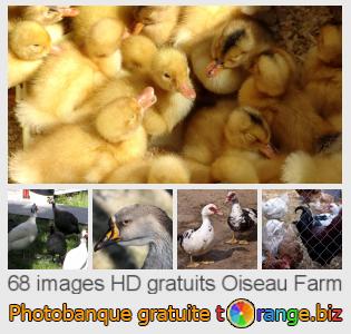 Banque d'images tOrange offre des photos libres de la section:  oiseau-farm