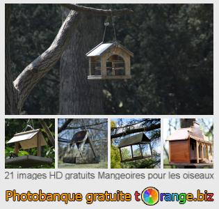 Banque d'images tOrange offre des photos libres de la section:  mangeoires-pour-les-oiseaux