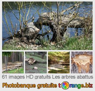 Banque d'images tOrange offre des photos libres de la section:  les-arbres-abattus