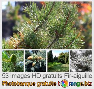 Banque d'images tOrange offre des photos libres de la section:  fir-aiguille