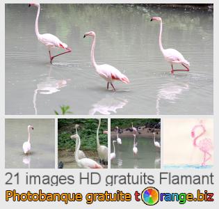 Banque d'images tOrange offre des photos libres de la section:  flamant