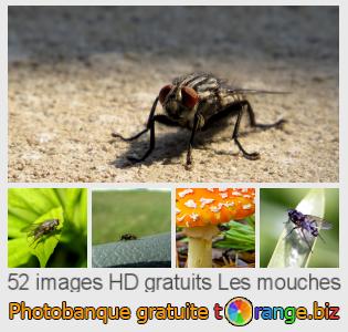 Banque d'images tOrange offre des photos libres de la section:  les-mouches