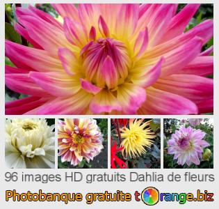 Banque d'images tOrange offre des photos libres de la section:  dahlia-de-fleurs