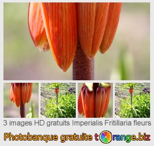 Banque d'images tOrange offre des photos libres de la section:  imperialis-fritillaria-fleurs
