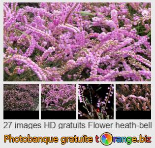 Banque d'images tOrange offre des photos libres de la section:  calluna-vulgaris-béruée