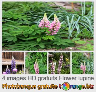 Banque d'images tOrange offre des photos libres de la section:  lupin-fleur