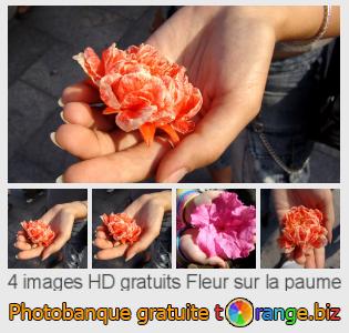 Banque d'images tOrange offre des photos libres de la section:  fleur-sur-la-paume