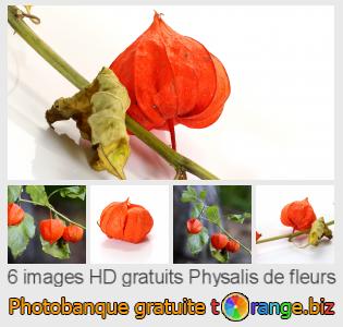 Banque d'images tOrange offre des photos libres de la section:  physalis-de-fleurs