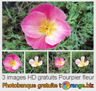 Banque d'images tOrange offre des photos libres de la section:  pourpier-fleur