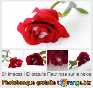 Banque d'images tOrange offre des photos libres de la section:  fleur-rose-sur-la-neige