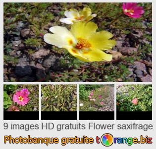 Banque d'images tOrange offre des photos libres de la section:  saxifrage-fleur