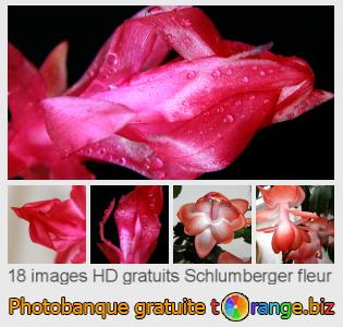 Banque d'images tOrange offre des photos libres de la section:  schlumberger-fleur