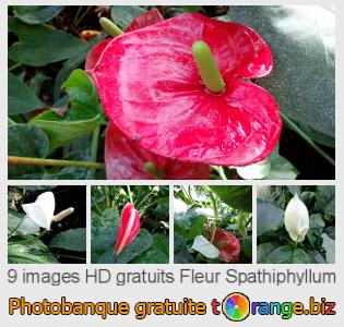 Banque d'images tOrange offre des photos libres de la section:  fleur-spathiphyllum