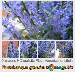 Banque d'images tOrange offre des photos libres de la section:  fleur-veronica-longifolia
