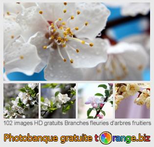 Banque d'images tOrange offre des photos libres de la section:  branches-fleuries-darbres-fruitiers