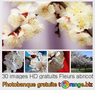Banque d'images tOrange offre des photos libres de la section:  fleurs-abricot