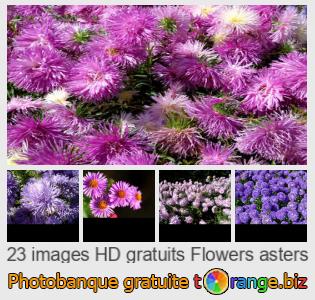 Banque d'images tOrange offre des photos libres de la section:  asters-fleurs