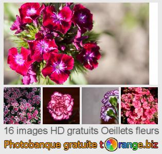 Banque d'images tOrange offre des photos libres de la section:  oeillets-fleurs