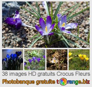 Banque d'images tOrange offre des photos libres de la section:  crocus-fleurs