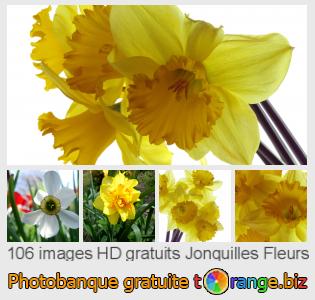Banque d'images tOrange offre des photos libres de la section:  jonquilles-fleurs