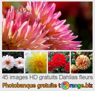 Banque d'images tOrange offre des photos libres de la section:  dahlias-fleurs