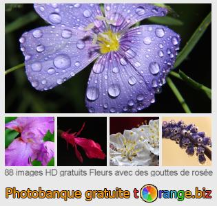 Banque d'images tOrange offre des photos libres de la section:  fleurs-avec-des-gouttes-de-rosée