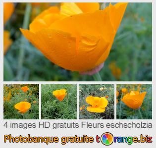 Banque d'images tOrange offre des photos libres de la section:  fleurs-eschscholzia