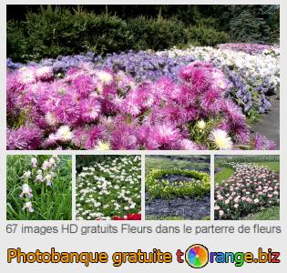 Banque d'images tOrange offre des photos libres de la section:  fleurs-dans-le-parterre-de-fleurs