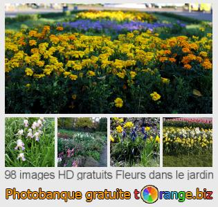 Banque d'images tOrange offre des photos libres de la section:  fleurs-dans-le-jardin