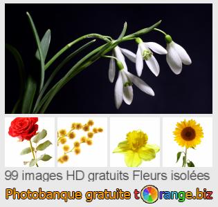 Banque d'images tOrange offre des photos libres de la section:  fleurs-isolées