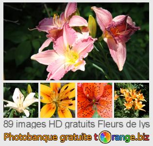 Banque d'images tOrange offre des photos libres de la section:  fleurs-de-lys