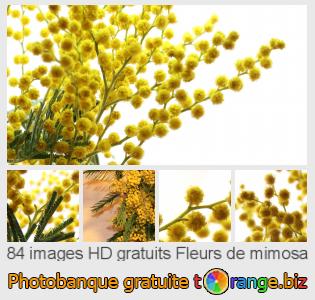 Banque d'images tOrange offre des photos libres de la section:  fleurs-de-mimosa