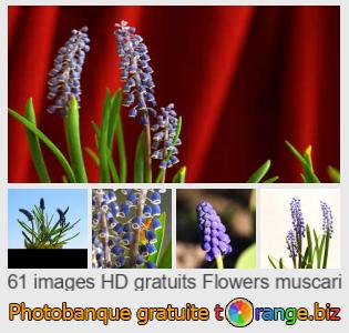 Banque d'images tOrange offre des photos libres de la section:  fleurs-muscari