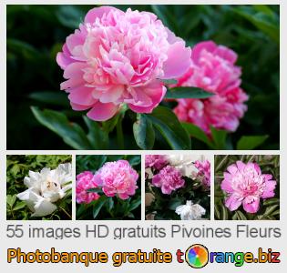 Banque d'images tOrange offre des photos libres de la section:  pivoines-fleurs