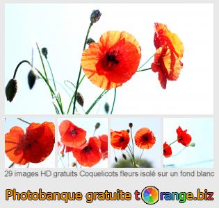 Banque d'images tOrange offre des photos libres de la section:  coquelicots-fleurs-isolé-sur-un-fond-blanc