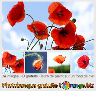 Banque d'images tOrange offre des photos libres de la section:  fleurs-de-pavot-sur-un-fond-de-ciel