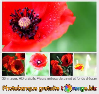 Banque d'images tOrange offre des photos libres de la section:  fleurs-milieux-de-pavot-et-fonds-décran