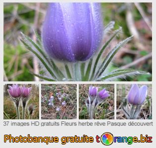 Banque d'images tOrange offre des photos libres de la section:  fleurs-herbe-rêve-pasque-découvert