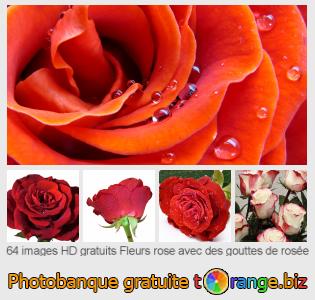 Banque d'images tOrange offre des photos libres de la section:  fleurs-rose-avec-des-gouttes-de-rosée