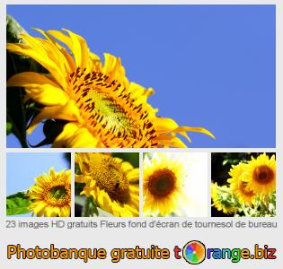 Banque d'images tOrange offre des photos libres de la section:  fleurs-fond-décran-de-tournesol-de-bureau