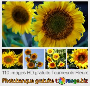 Banque d'images tOrange offre des photos libres de la section:  tournesols-fleurs