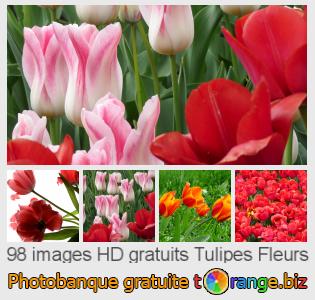 Banque d'images tOrange offre des photos libres de la section:  tulipes-fleurs