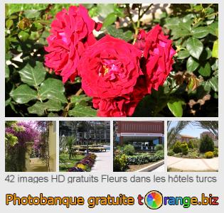 Banque d'images tOrange offre des photos libres de la section:  fleurs-dans-les-hôtels-turcs