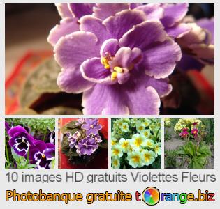 Banque d'images tOrange offre des photos libres de la section:  violettes-fleurs