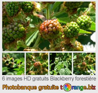 Banque d'images tOrange offre des photos libres de la section:  blackberry-forestière