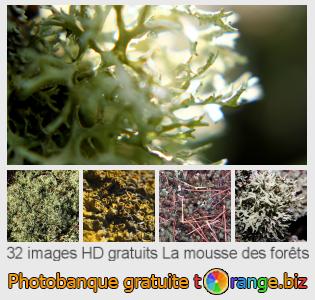 Banque d'images tOrange offre des photos libres de la section:  la-mousse-des-forêts