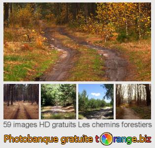Banque d'images tOrange offre des photos libres de la section:  les-chemins-forestiers